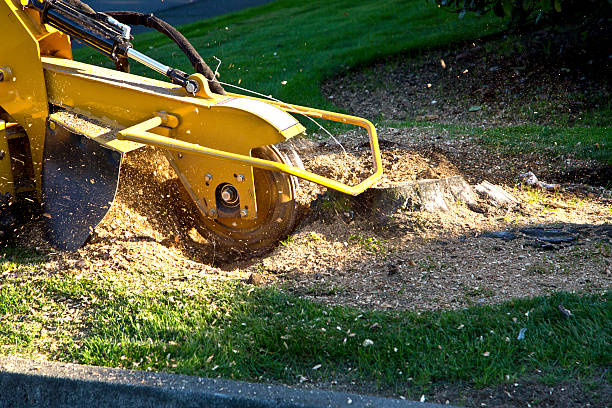 How Our Tree Care Process Works  in  North Valley Stream, NY